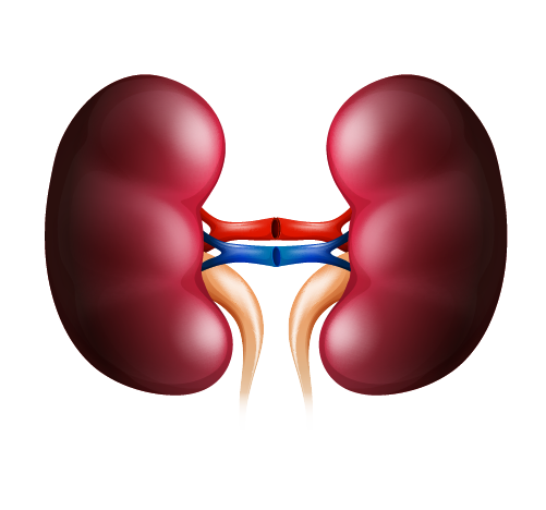 Image represantant La néphrologie