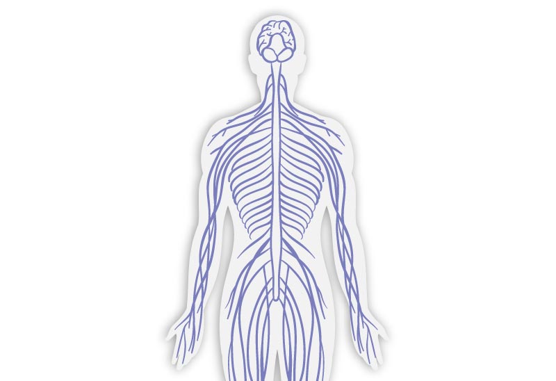 image represantant la neurologie