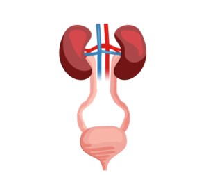 iamge represantant l'urologie