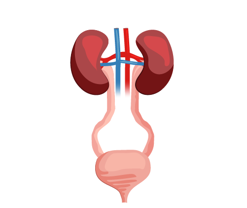 urologie iamge represantant l'urologie